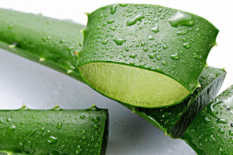 ALOE BARBADENSIS LEAF deeply moisturizing and anti-oxidant