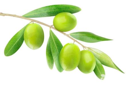 Olive leaf prevent roughness skin, regulate skin’s moisture balance